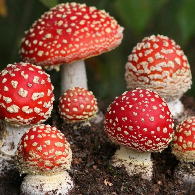 Amanita Muscaria